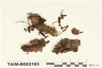 藏品(木靈苔科)的圖片